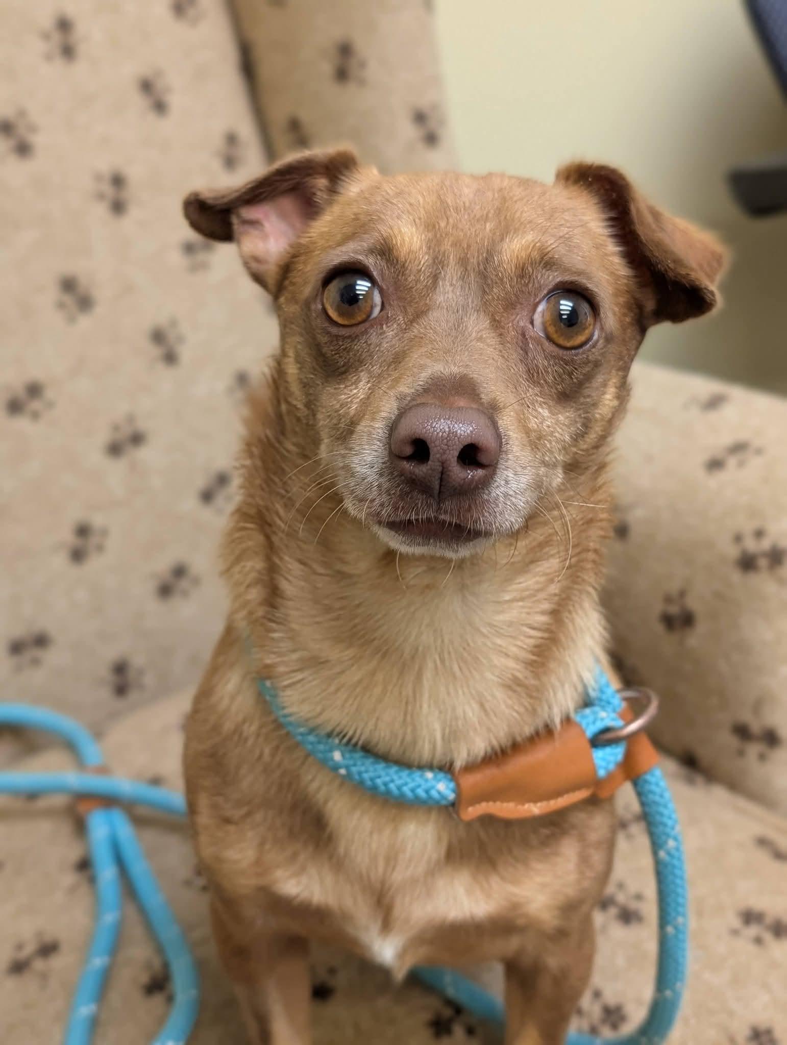 Enlarge PABLO 425, a Adoptable mixed breed in Milwaukee, WI image 4/6