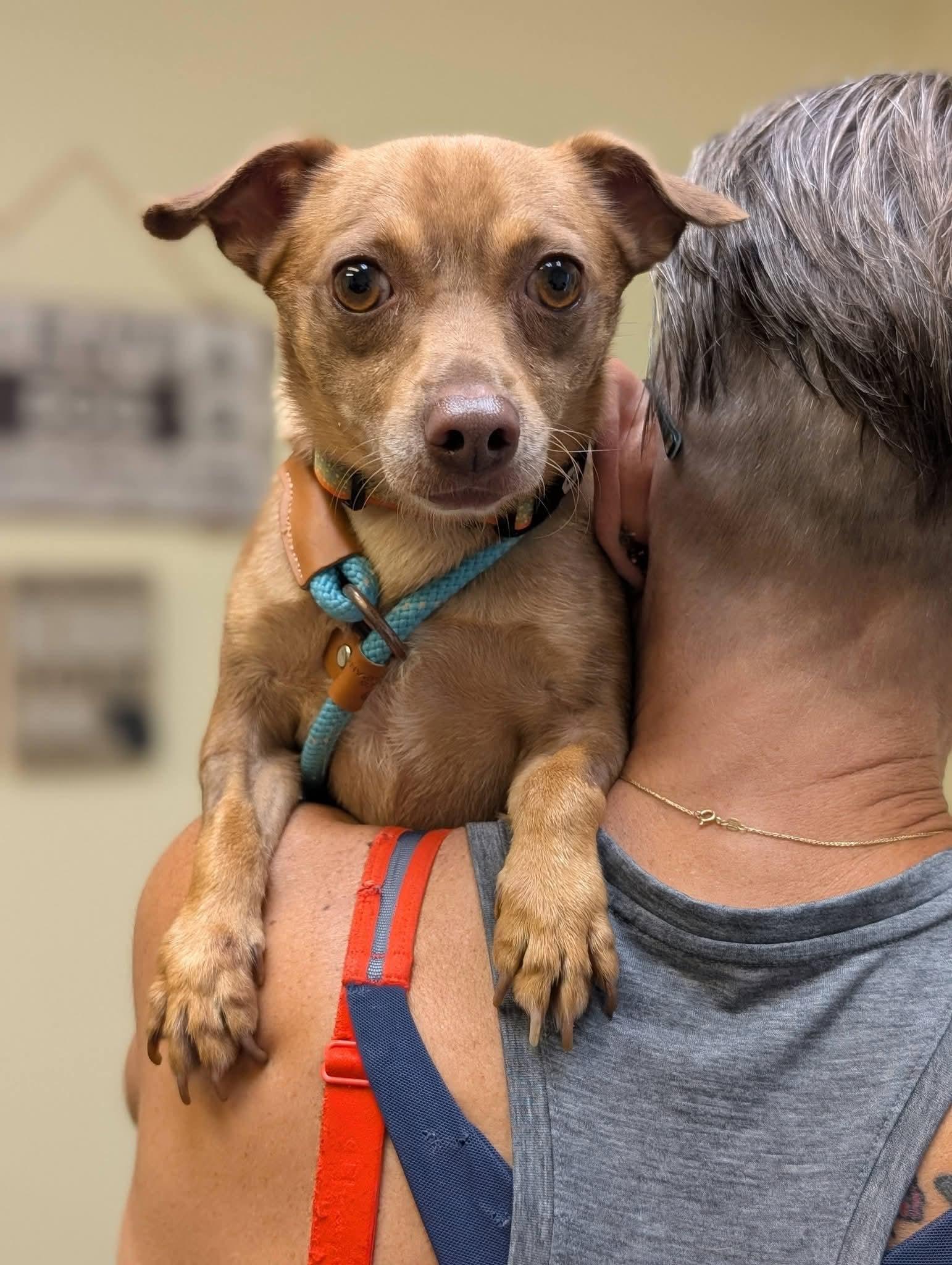 Enlarge PABLO 425, a Adoptable mixed breed in Milwaukee, WI image 6/6
