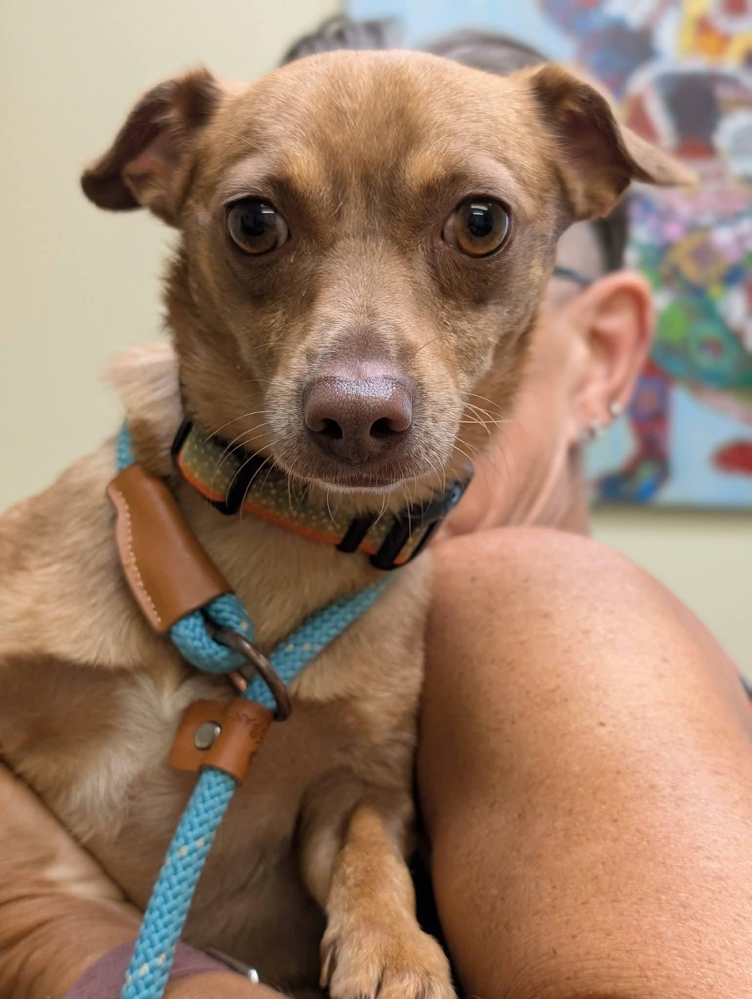 Enlarge PABLO 425, a Adoptable mixed breed in Milwaukee, WI image 5/6
