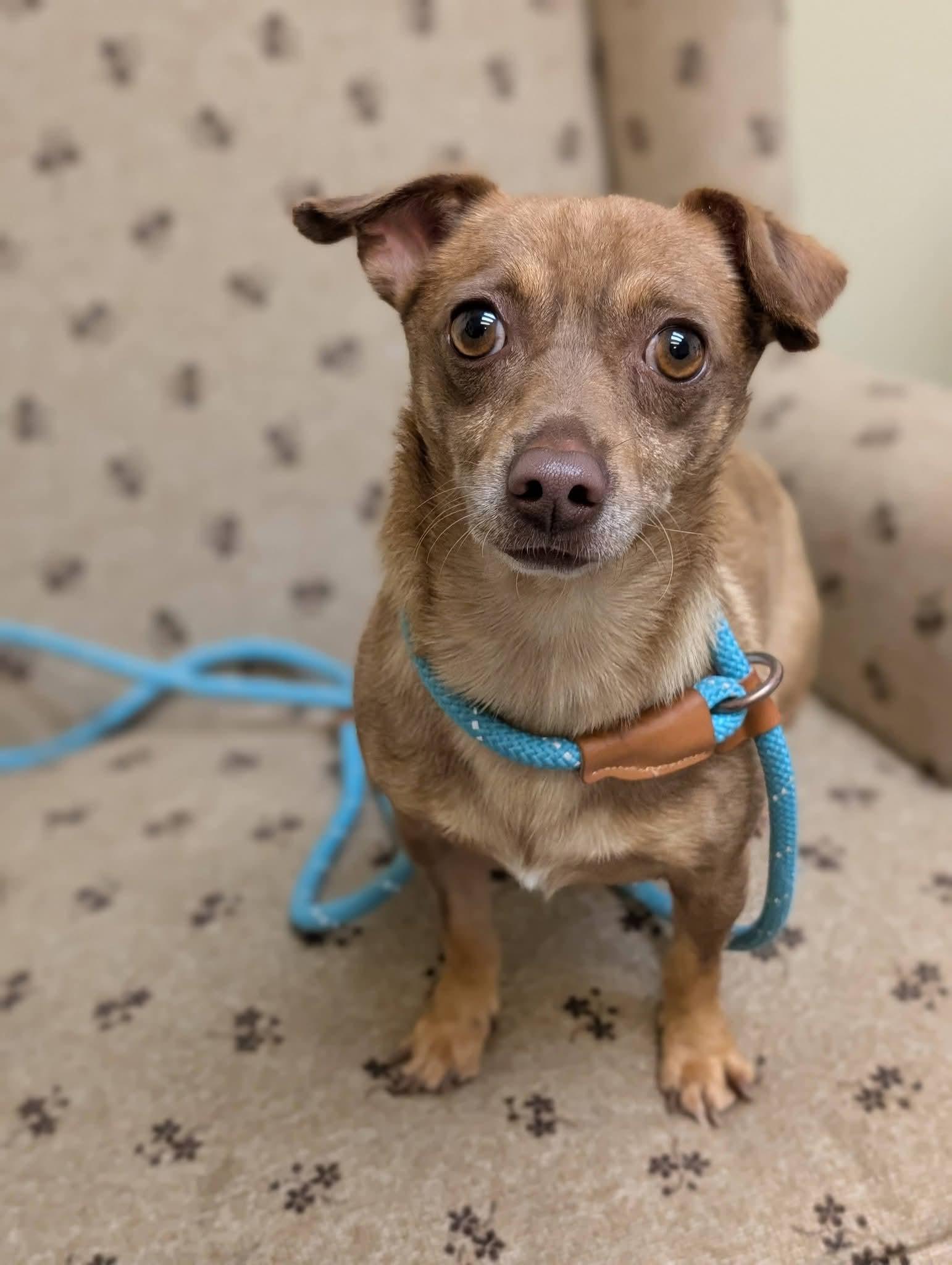 PABLO 425, Adoptable, Adult Male Chihuahua.