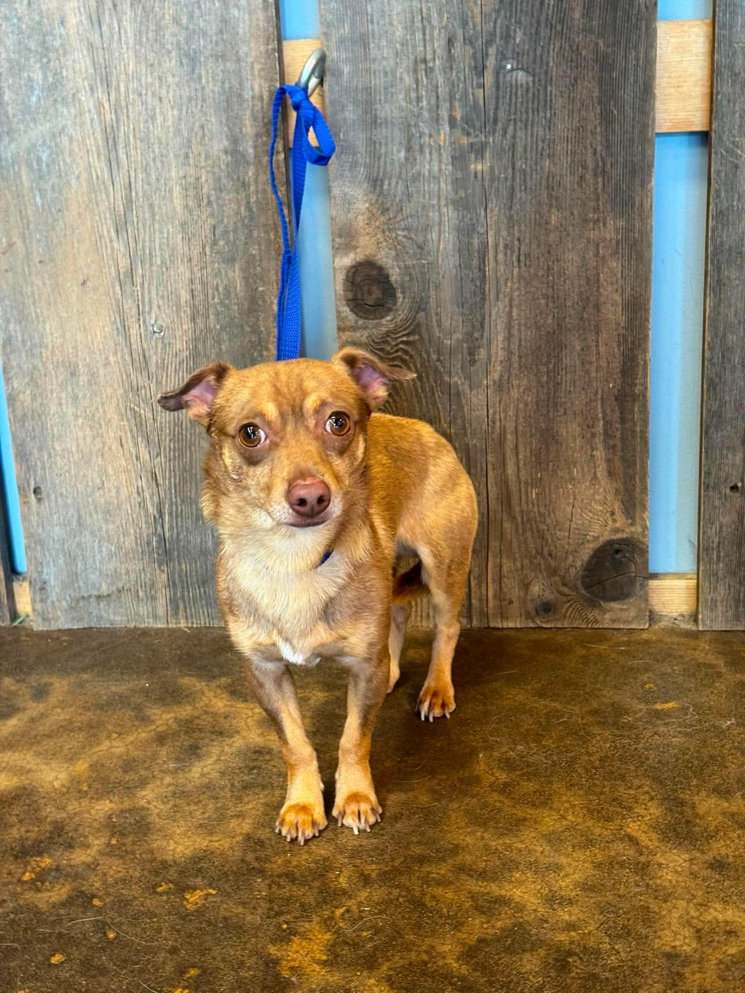 Enlarge PABLO 425, a ADOPTABLE mixed breed in Milwaukee, WI image 2/2