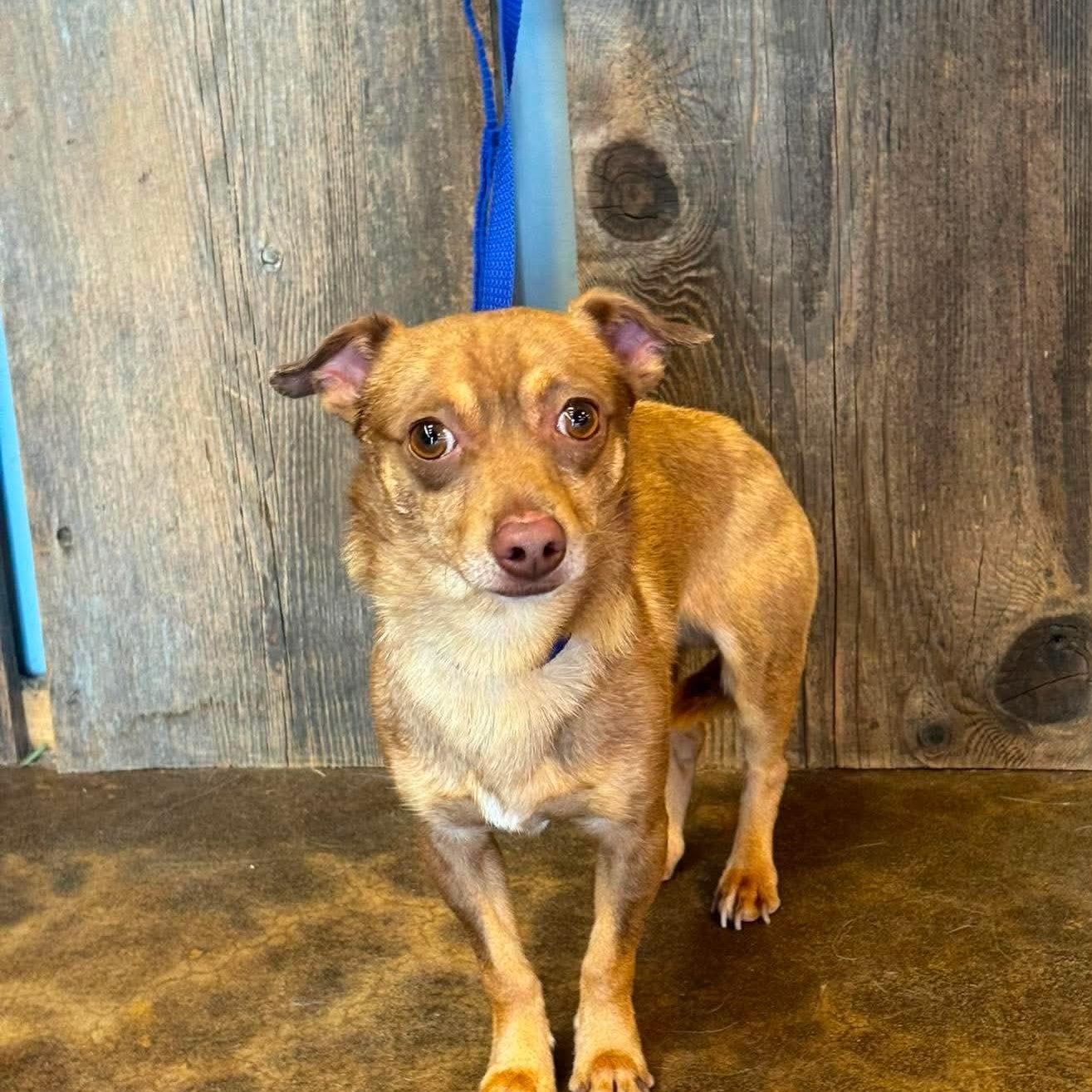 Enlarge PABLO 425, a Adoptable mixed breed in Milwaukee, WI image 2/6