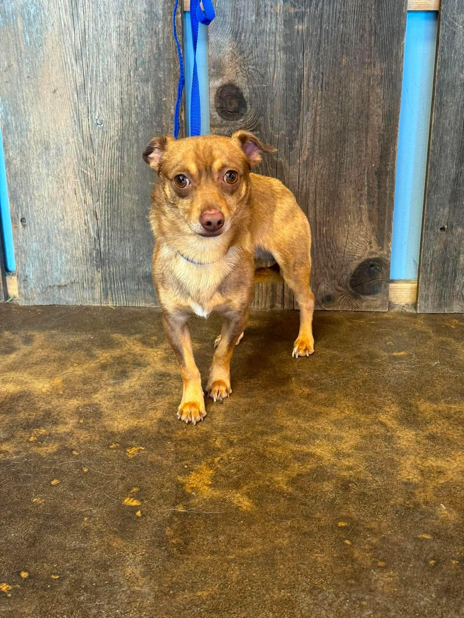 PABLO 425, ADOPTABLE, Adult Male Chihuahua.