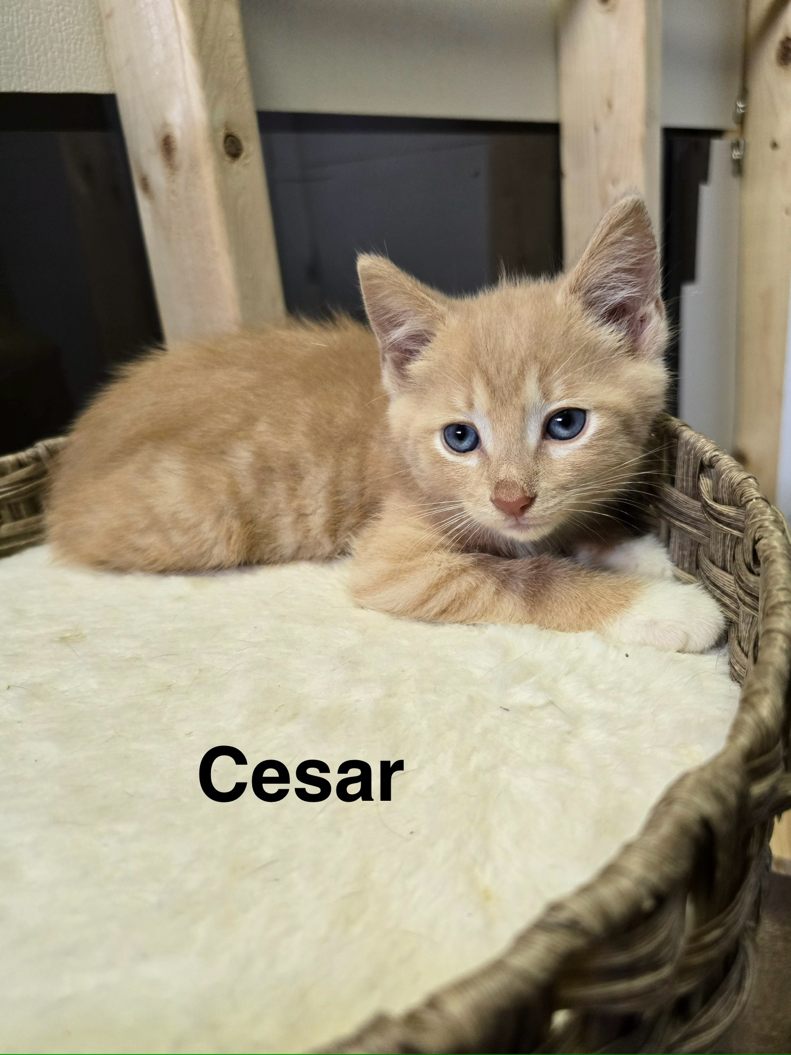Cesar, a Adopted mixed breed in Massillon, OH image 3/3