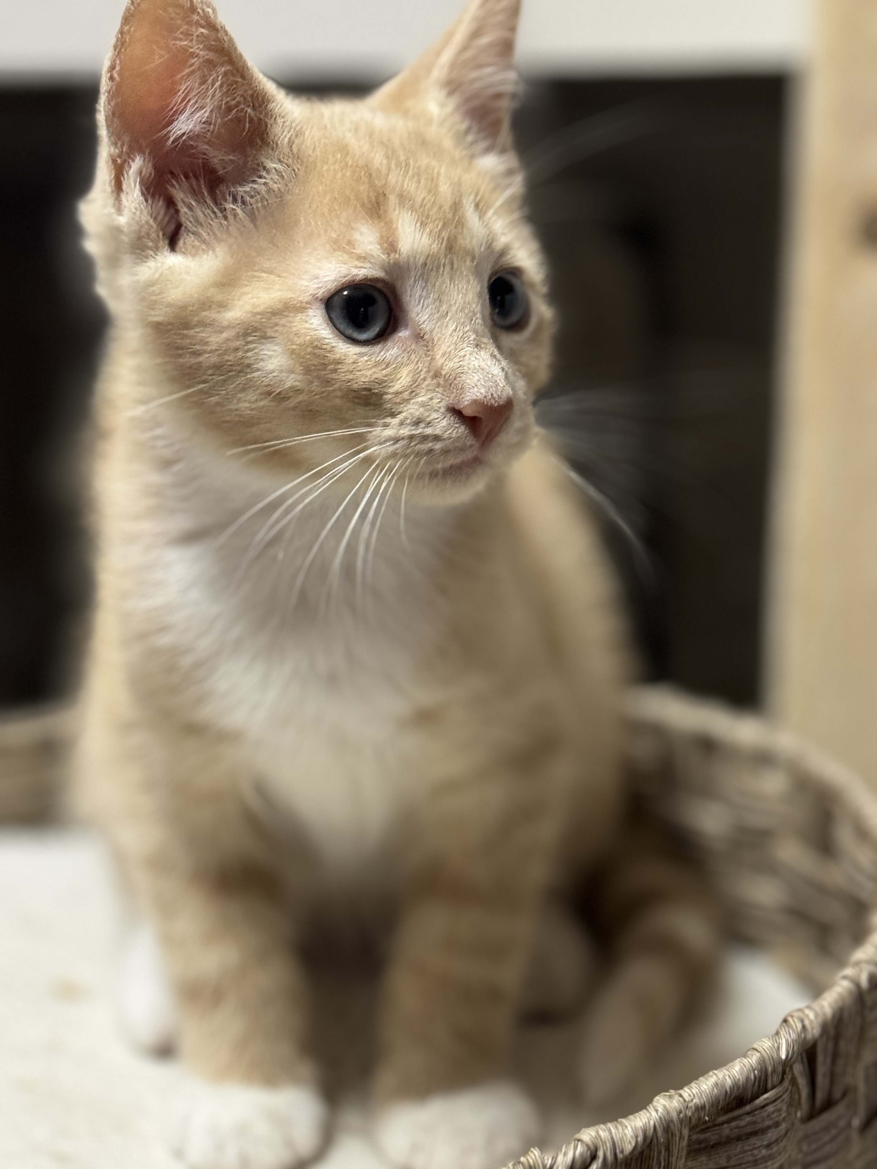 Cesar, a Adopted mixed breed in Massillon, OH image 1/3