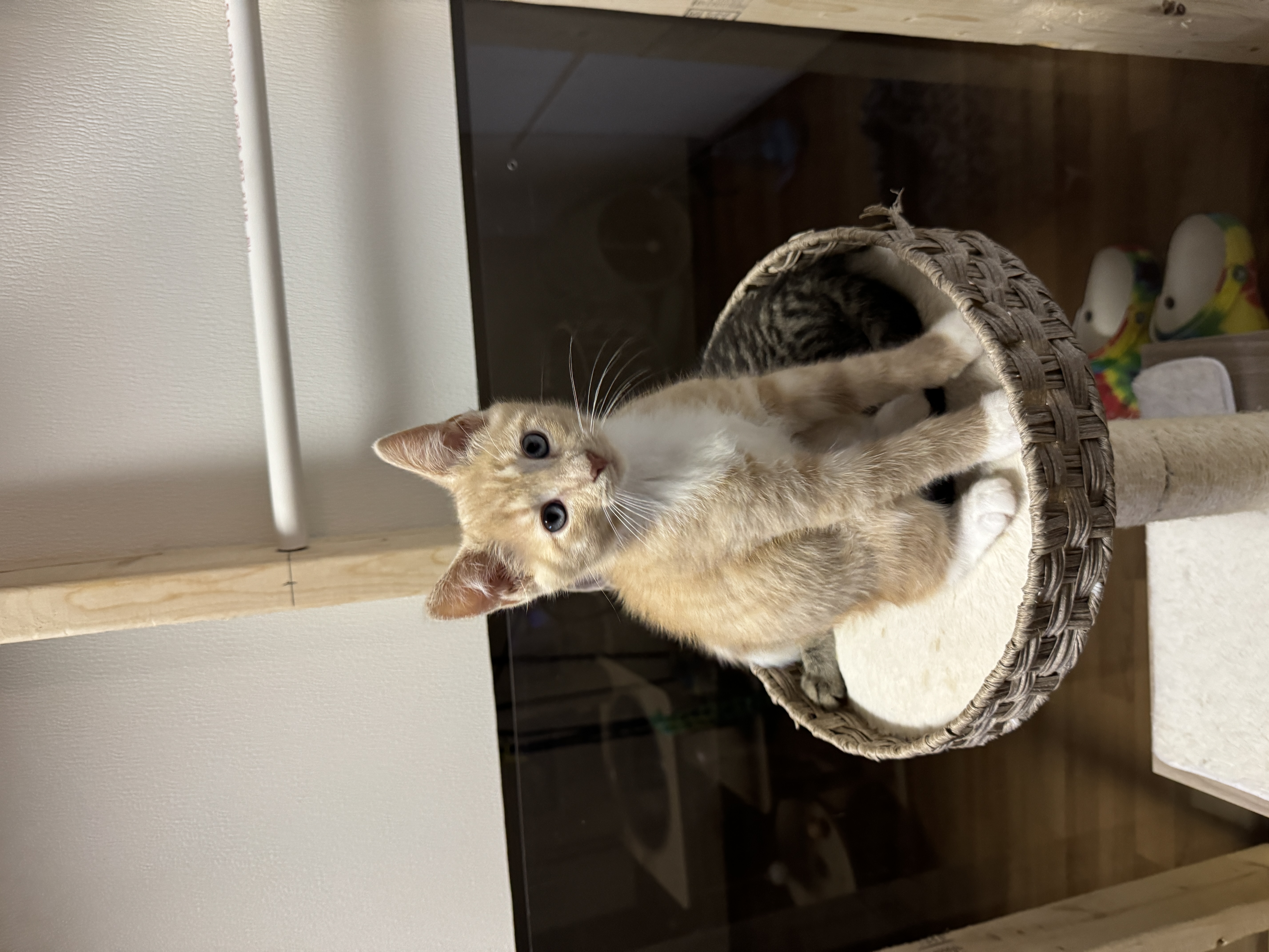 Cesar, a Adopted mixed breed in Massillon, OH image 2/3