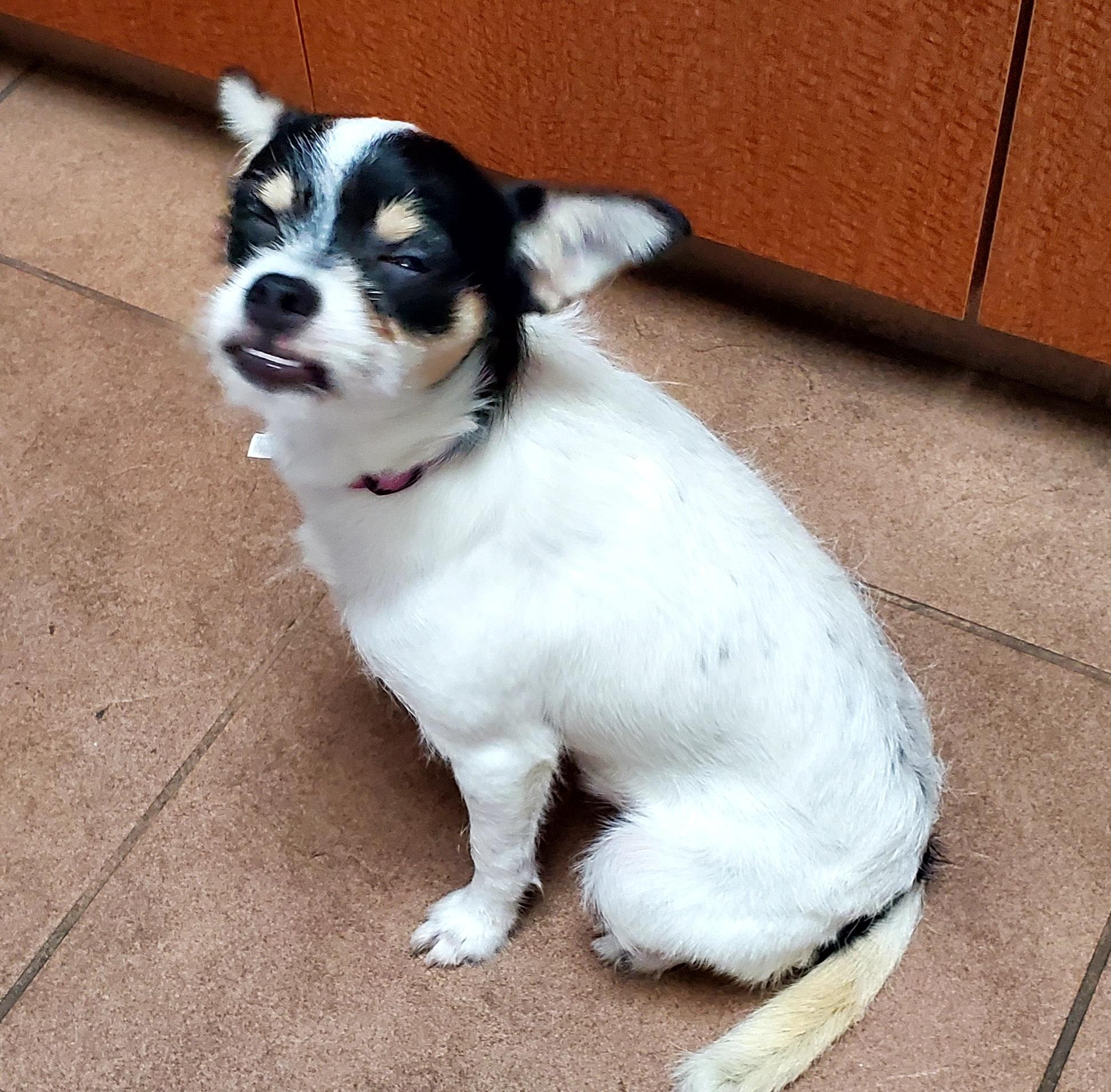 Enlarge Meeha, a Adoptable mixed breed in West Palm Beach, FL image 2/4