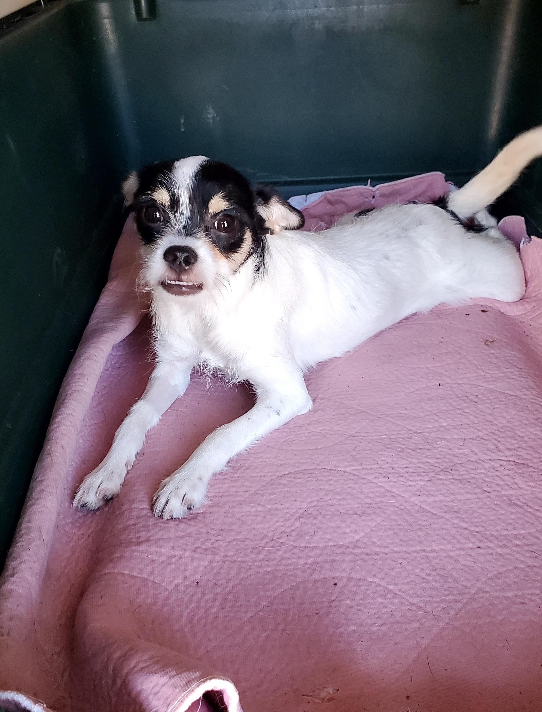 Enlarge Meeha, a Adoptable mixed breed in West Palm Beach, FL image 3/4