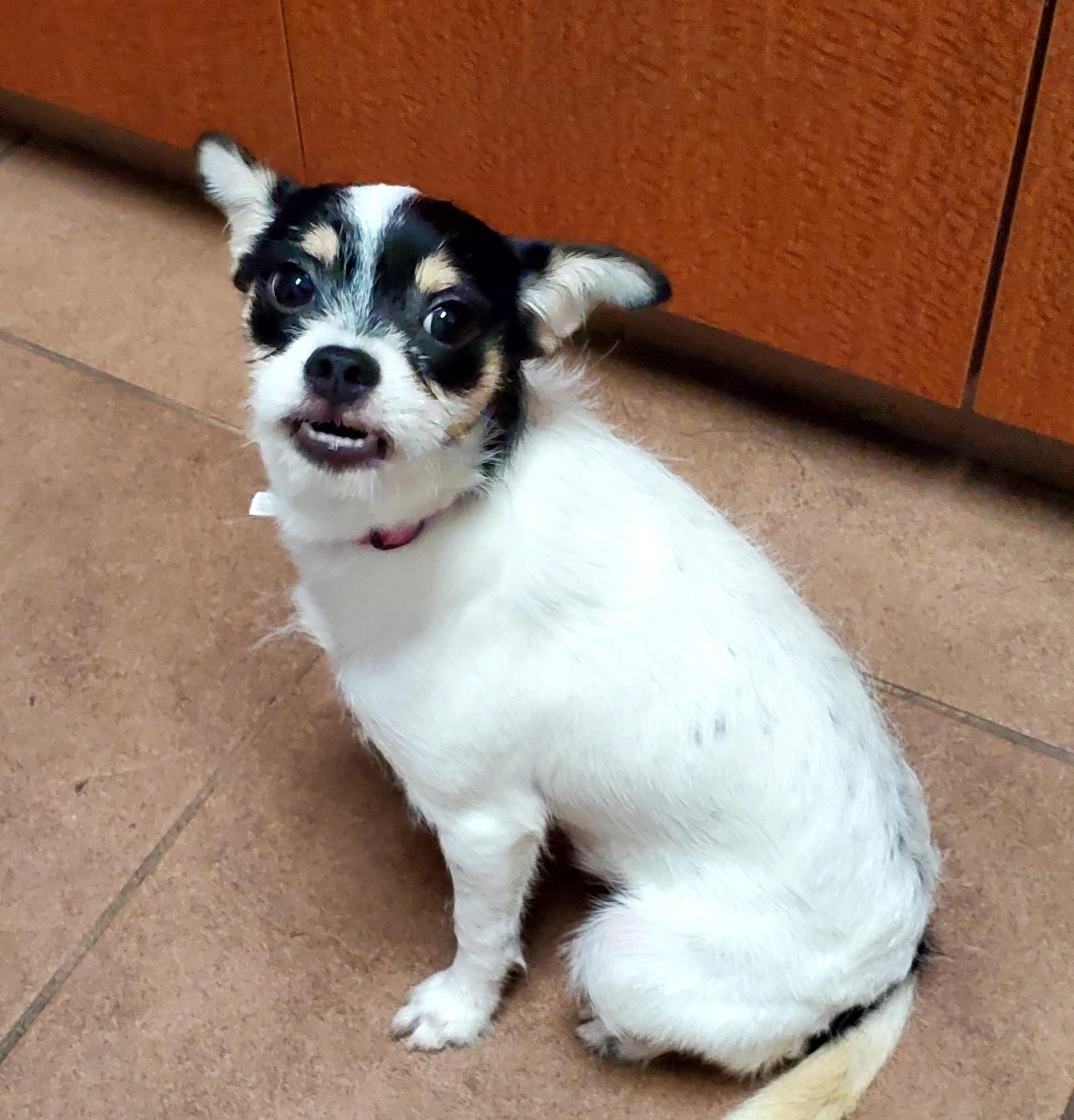 Enlarge Meeha, a Adoptable mixed breed in West Palm Beach, FL image 4/4