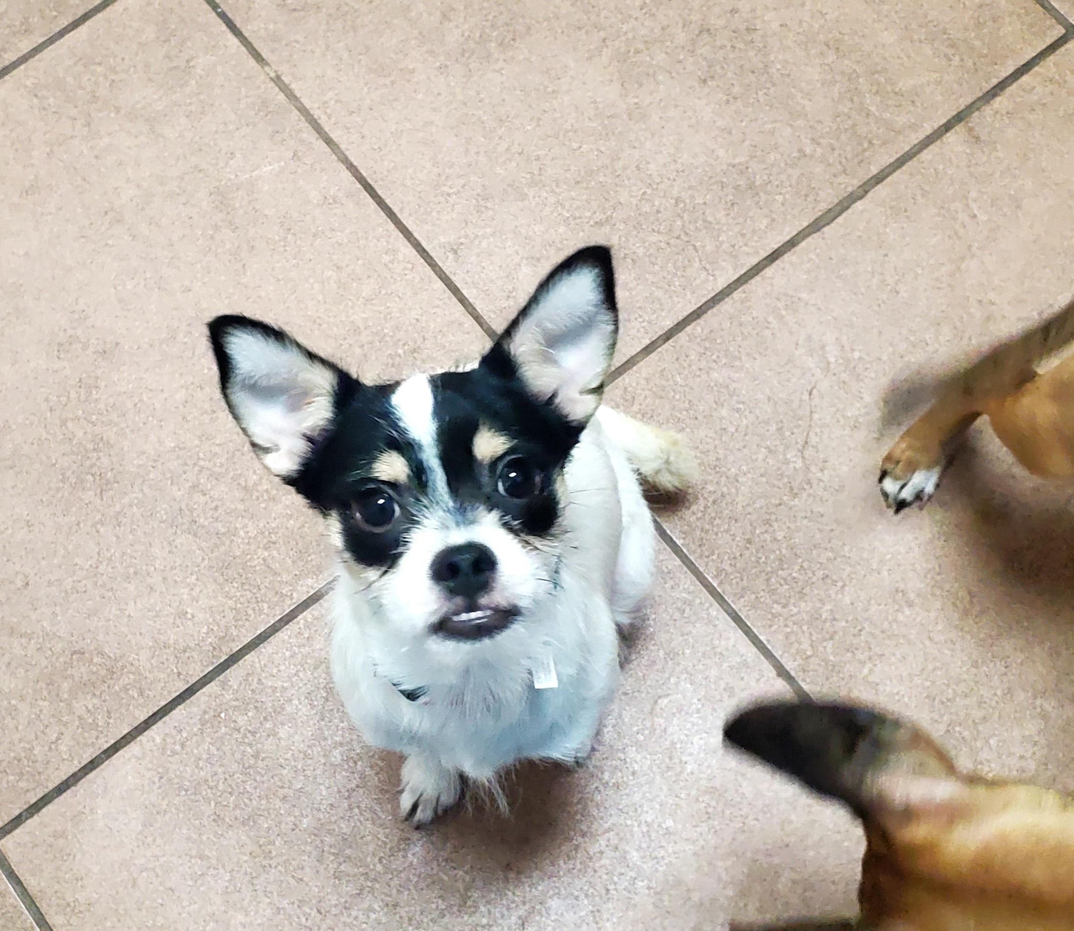 Meeha, Adoptable, Young Female Rat Terrier.