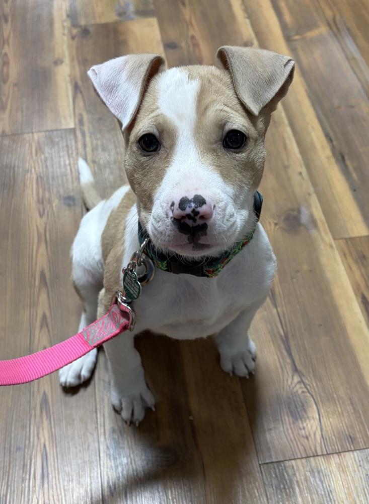 Winnie, Adoptable, Puppy Female American Staffordshire Terrier.