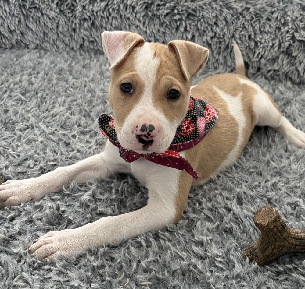Winnie, a Adoptable mixed breed in Grand Rapids, MI image 2/5