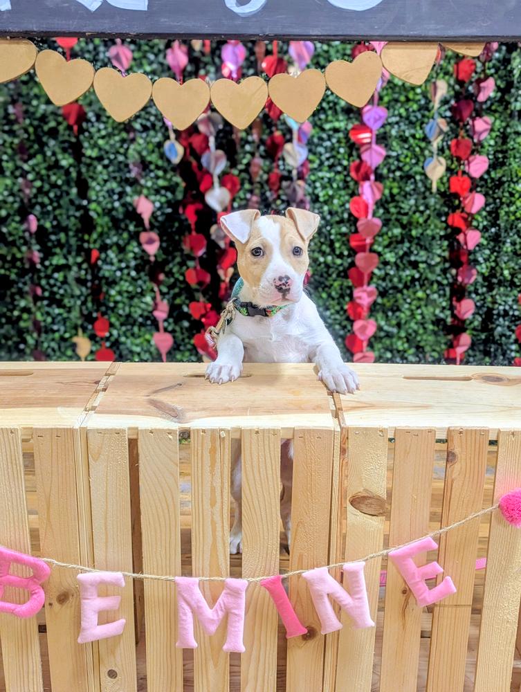 Winnie, a Adoptable mixed breed in Grand Rapids, MI image 3/5