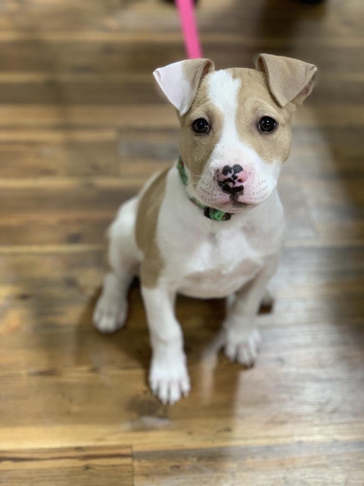 Winnie, a Adoptable mixed breed in Grand Rapids, MI image 5/5