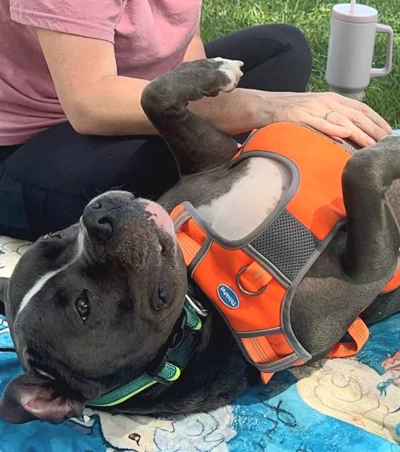 Enlarge PANDA, a Adoptable Pit Bull Terrier in Sacramento, CA image 1/1