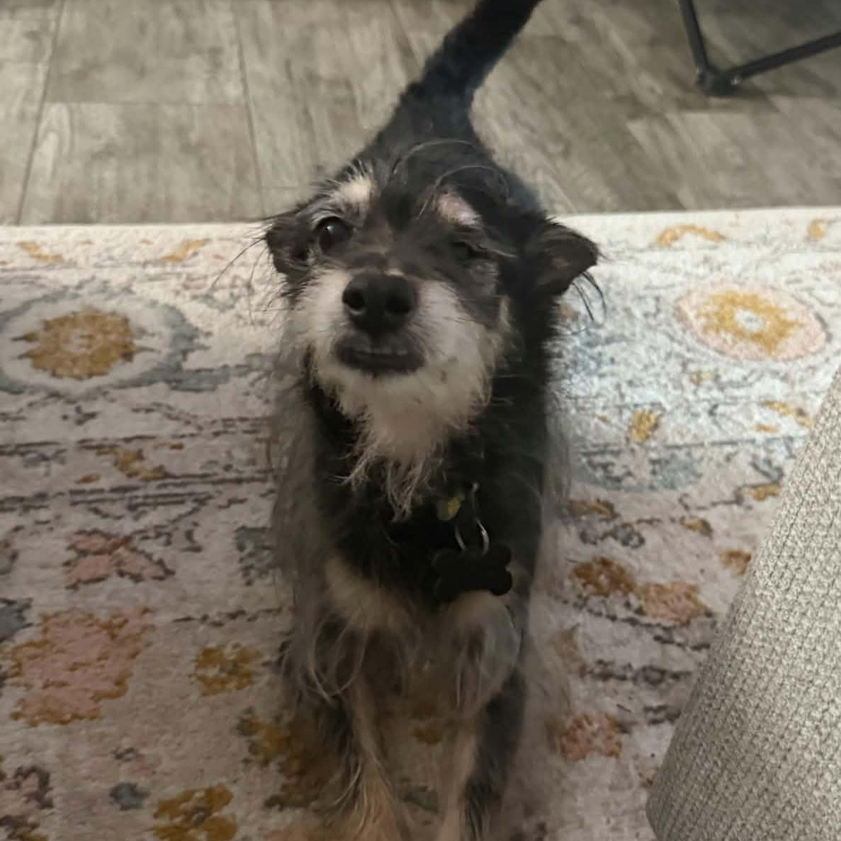 Enlarge WINSTON, a Adoptable Cairn Terrier in Marana, AZ image 2/4