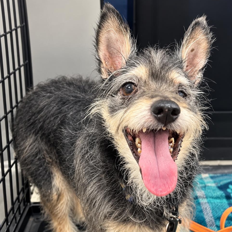 WINSTON, Adoptable, Adult Male Cairn Terrier.