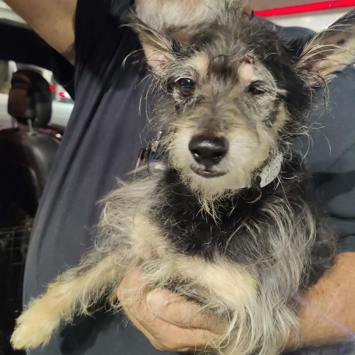 Enlarge WINSTON, a Adoptable Cairn Terrier in Marana, AZ image 4/4