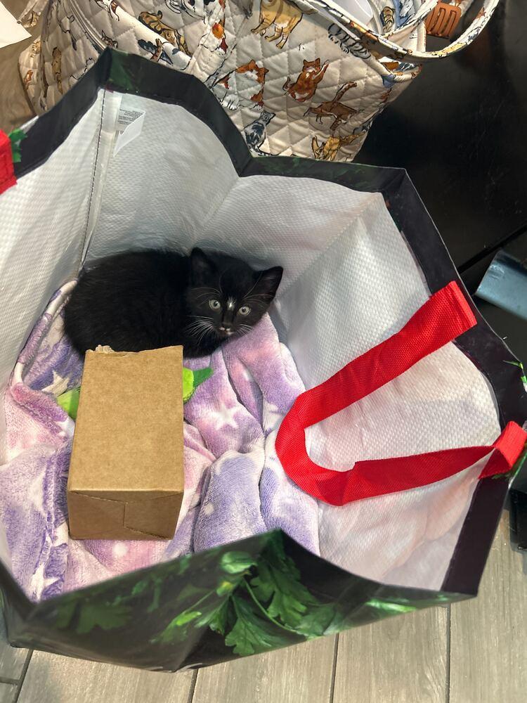 Anchovie, Adoptable, Kitten Male Domestic Short Hair.