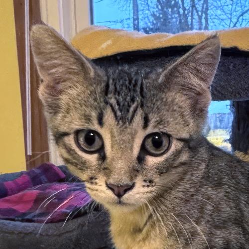 Enlarge Steve, an adopted Domestic Short Hair in Crystal Lake, IL image 1/3