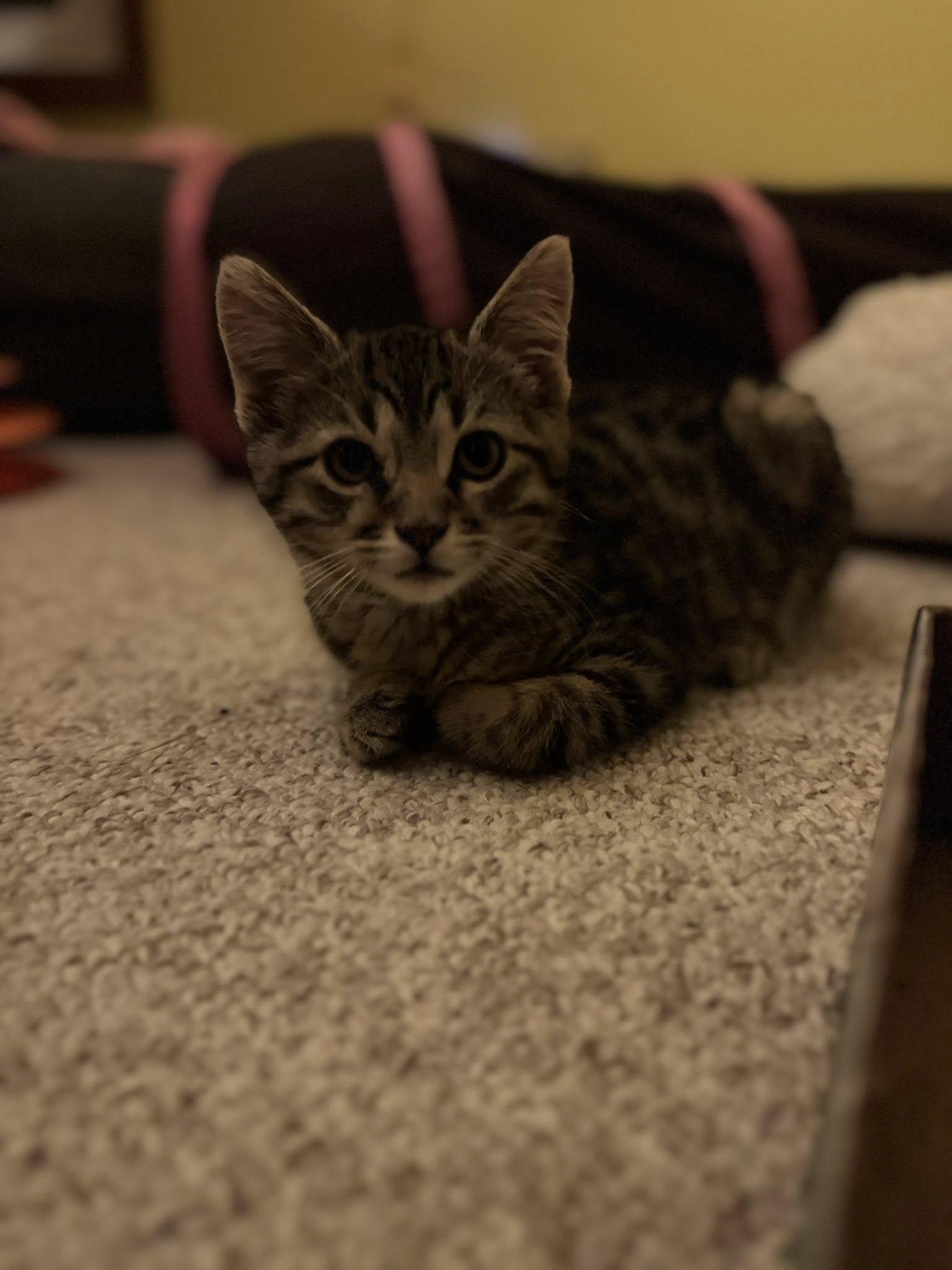 Enlarge Steve, an adopted Domestic Short Hair in Crystal Lake, IL image 2/3