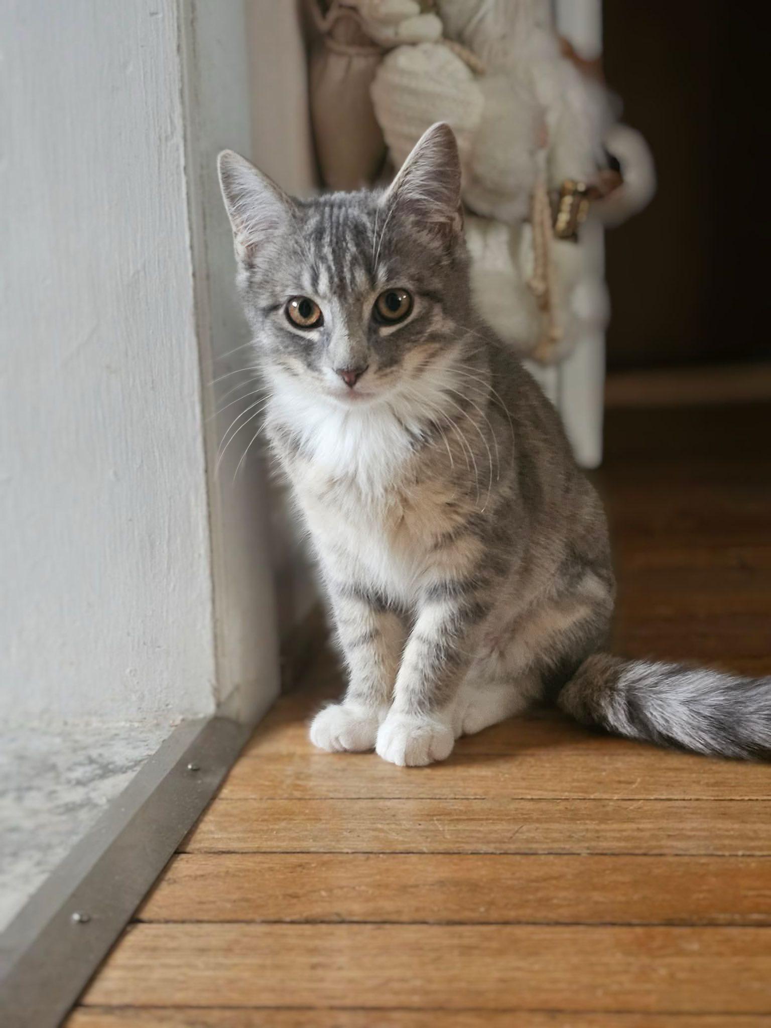 Enlarge Noel, a ADOPTABLE Domestic Short Hair in Reading, PA image 1/1