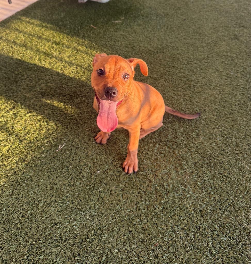 Blaze, Adoptable, Puppy Male Pit Bull Terrier.