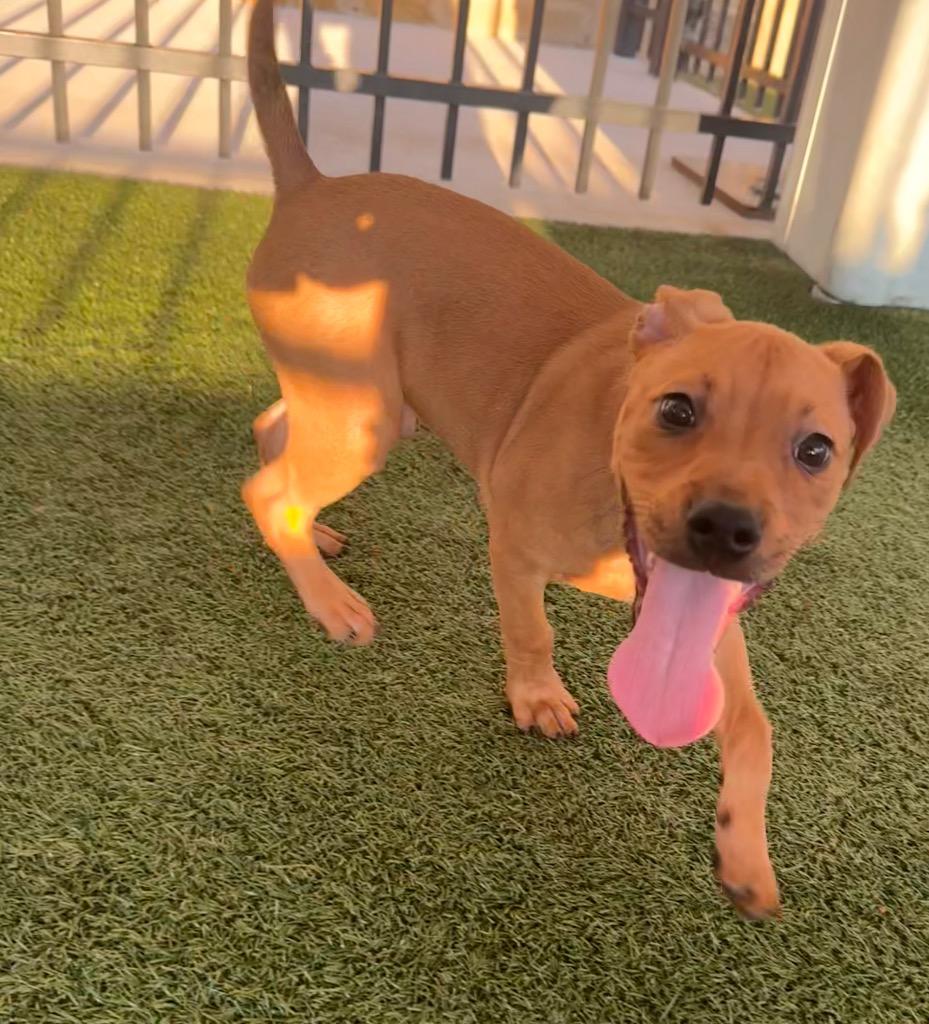 Enlarge Blaze, a Adoptable mixed breed in Seguin, TX image 2/3
