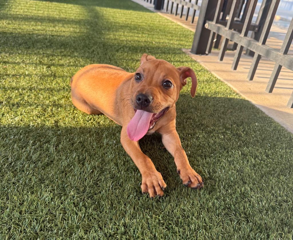 Enlarge Blaze, a Adoptable mixed breed in Seguin, TX image 3/3
