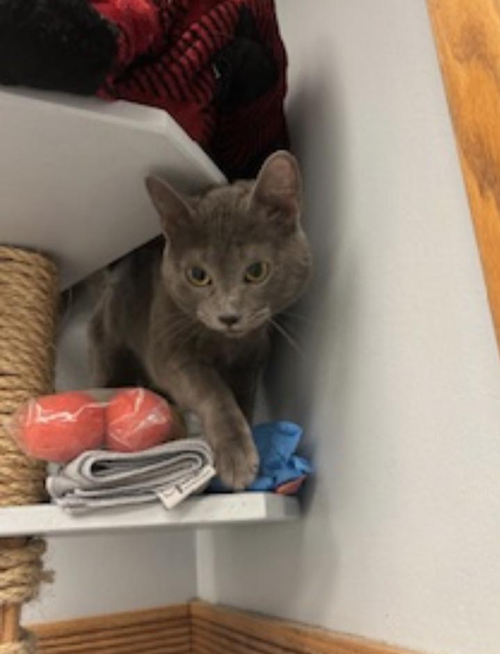 Chickadee, a ADOPTABLE Domestic Short Hair in Buffalo, NY image 2/2