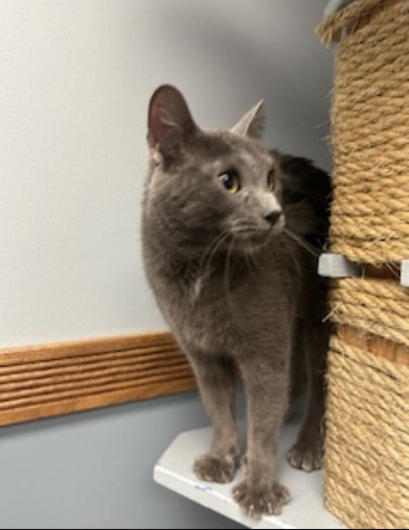 Chickadee, a ADOPTABLE Domestic Short Hair in Buffalo, NY image 1/2