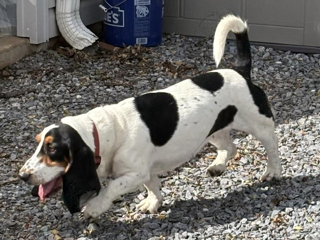 Enlarge Millie, a Adoptable Basset Hound in Fort Washington, MD image 2/6