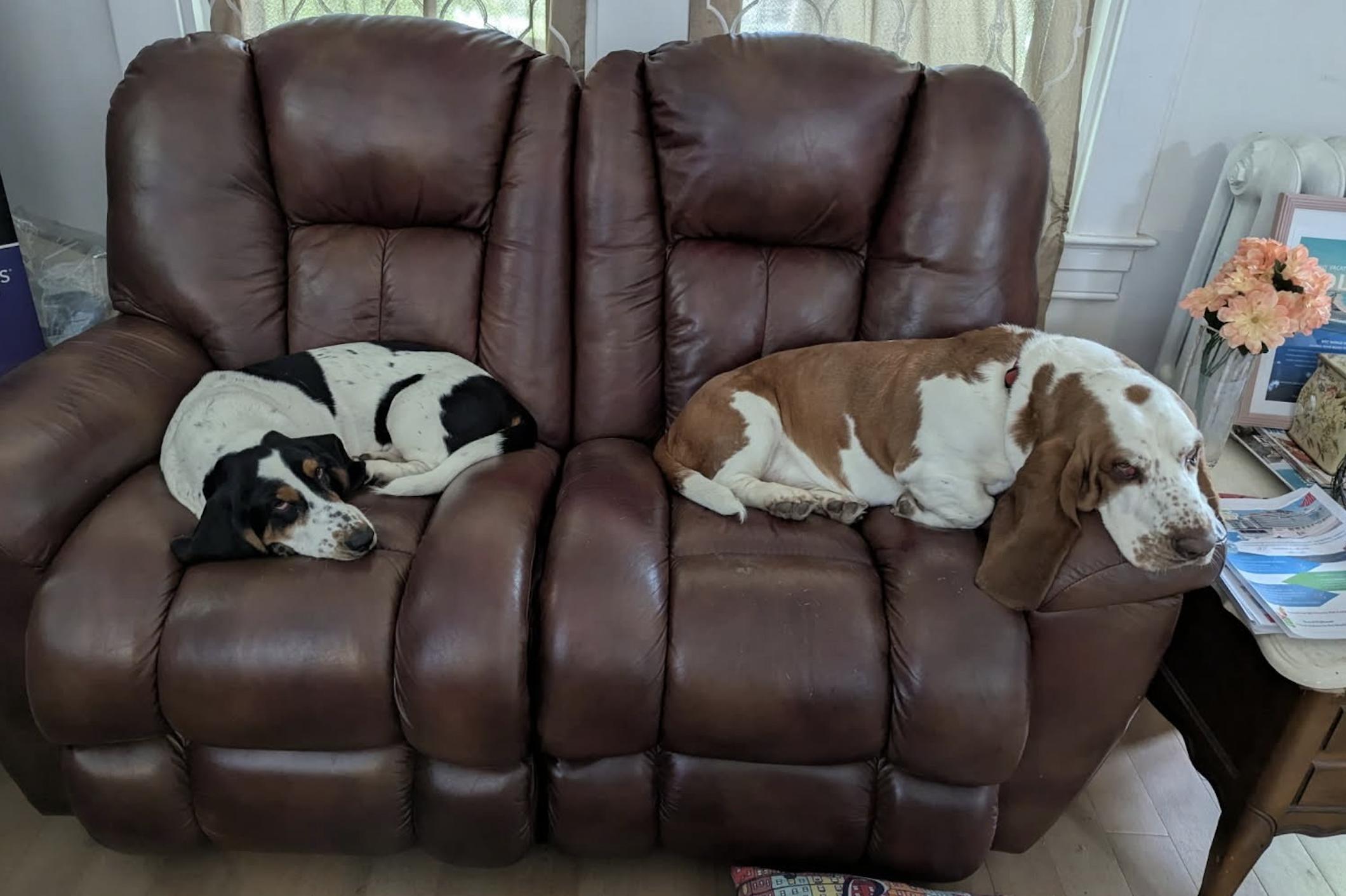 Enlarge Millie, a Adoptable Basset Hound in Fort Washington, MD image 6/6
