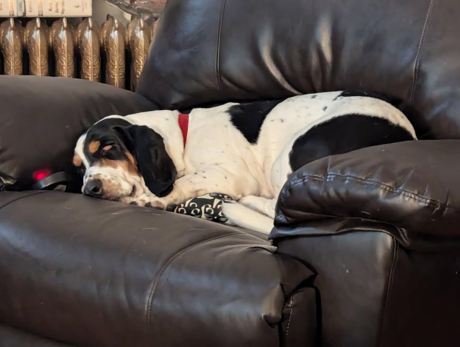 Enlarge Millie, a Adoptable Basset Hound in Fort Washington, MD image 5/6