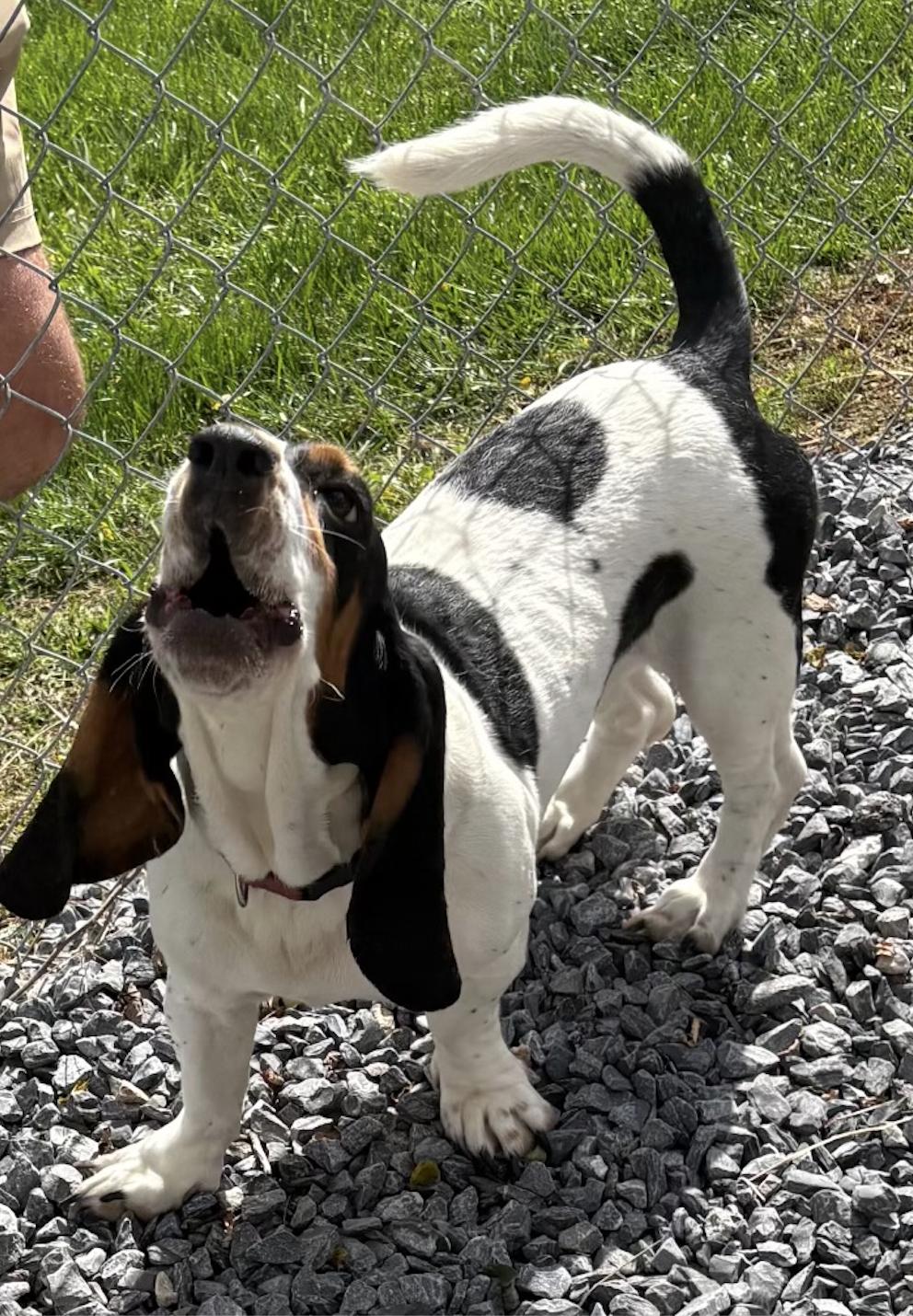Enlarge Millie, a Adoptable Basset Hound in Fort Washington, MD image 4/6