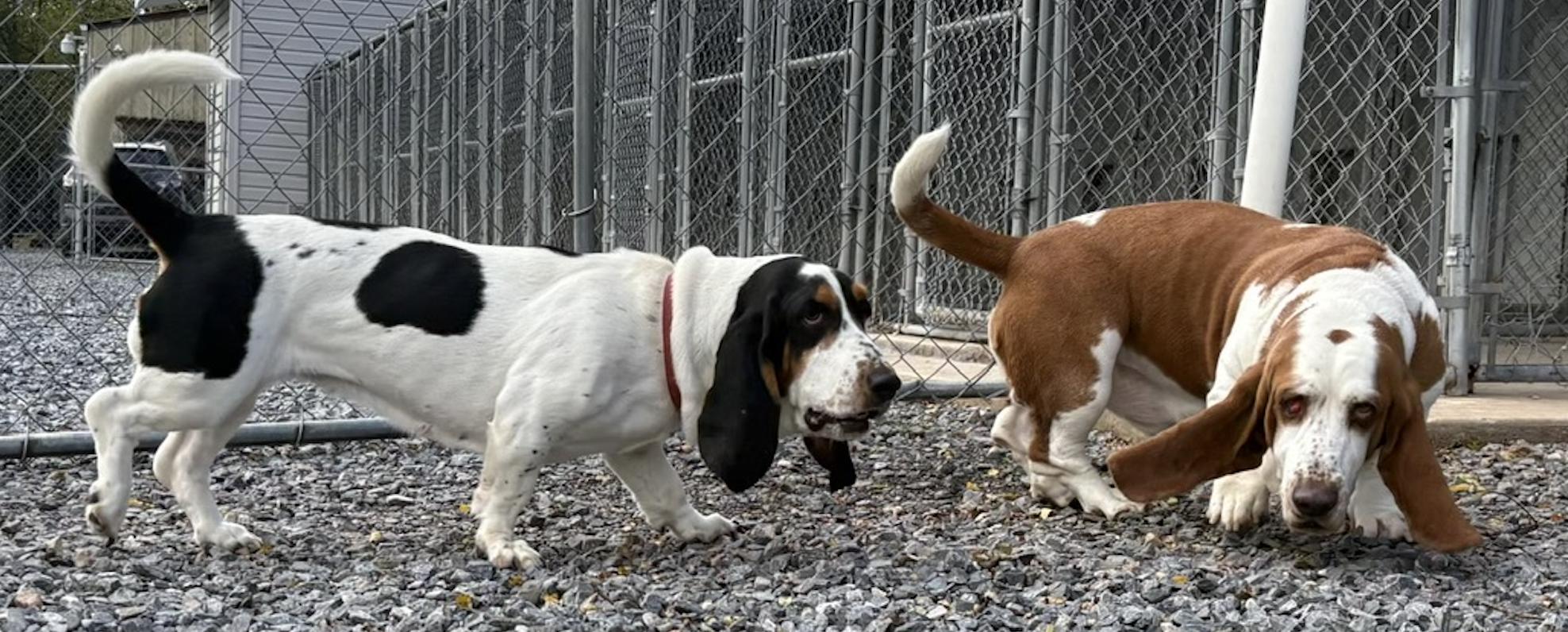 Enlarge Millie, a Adoptable Basset Hound in Fort Washington, MD image 1/6