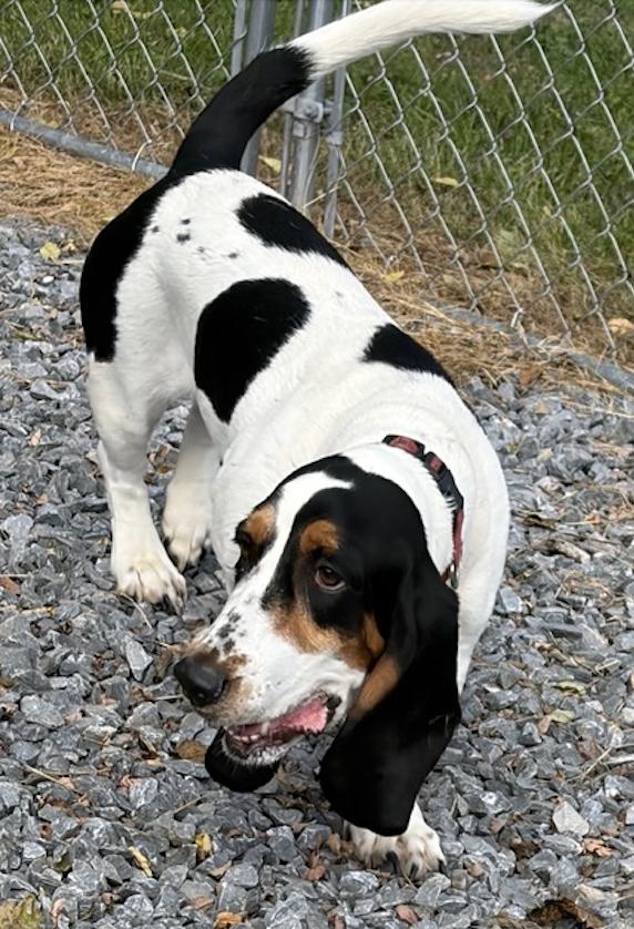 Enlarge Millie, a Adoptable Basset Hound in Fort Washington, MD image 3/6