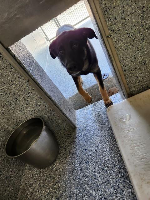 Enlarge COOKIE, a Adoptable German Shepherd Dog in Paradise, CA image 1/1