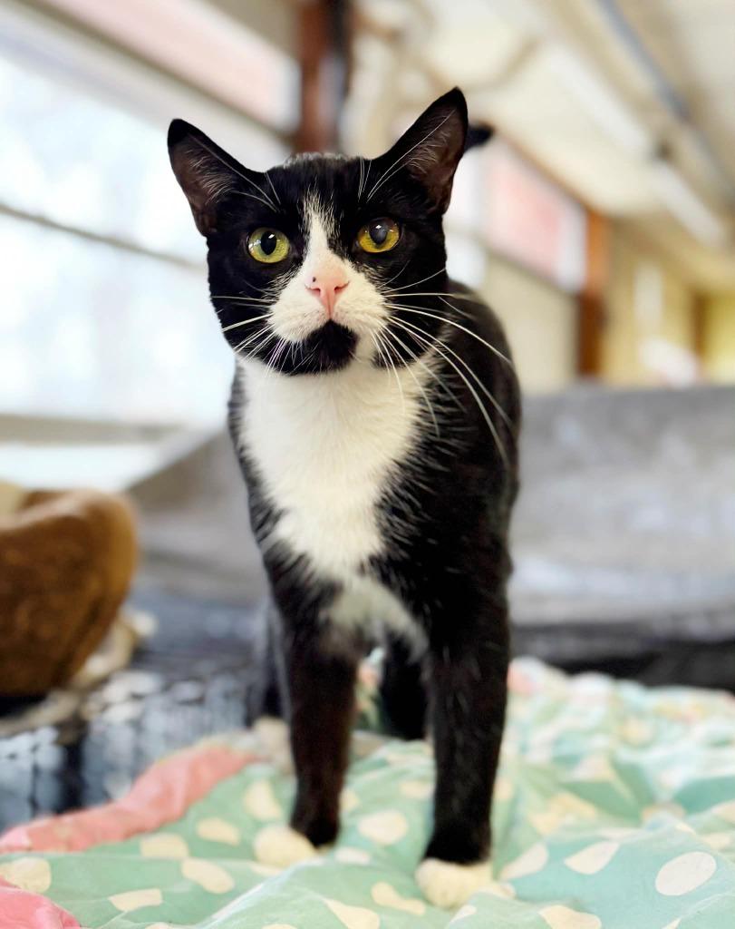 Thalia, Adoptable, Young Female Domestic Short Hair.