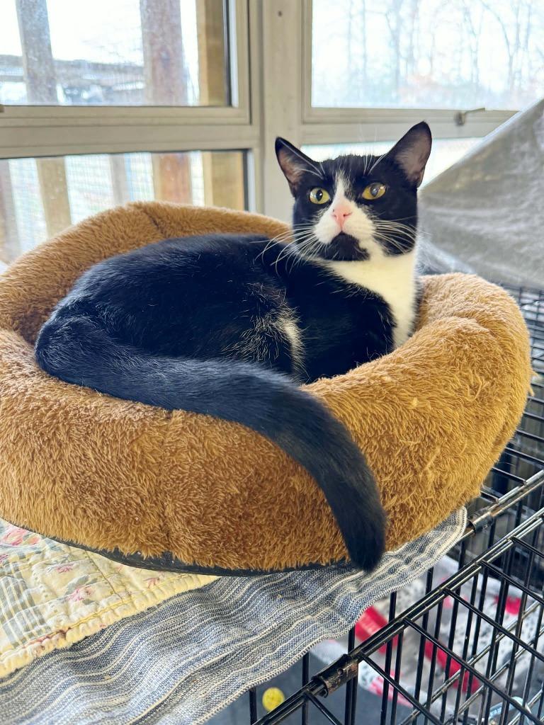 Enlarge Thalia, a Adoptable mixed breed in Effingham, IL image 3/3