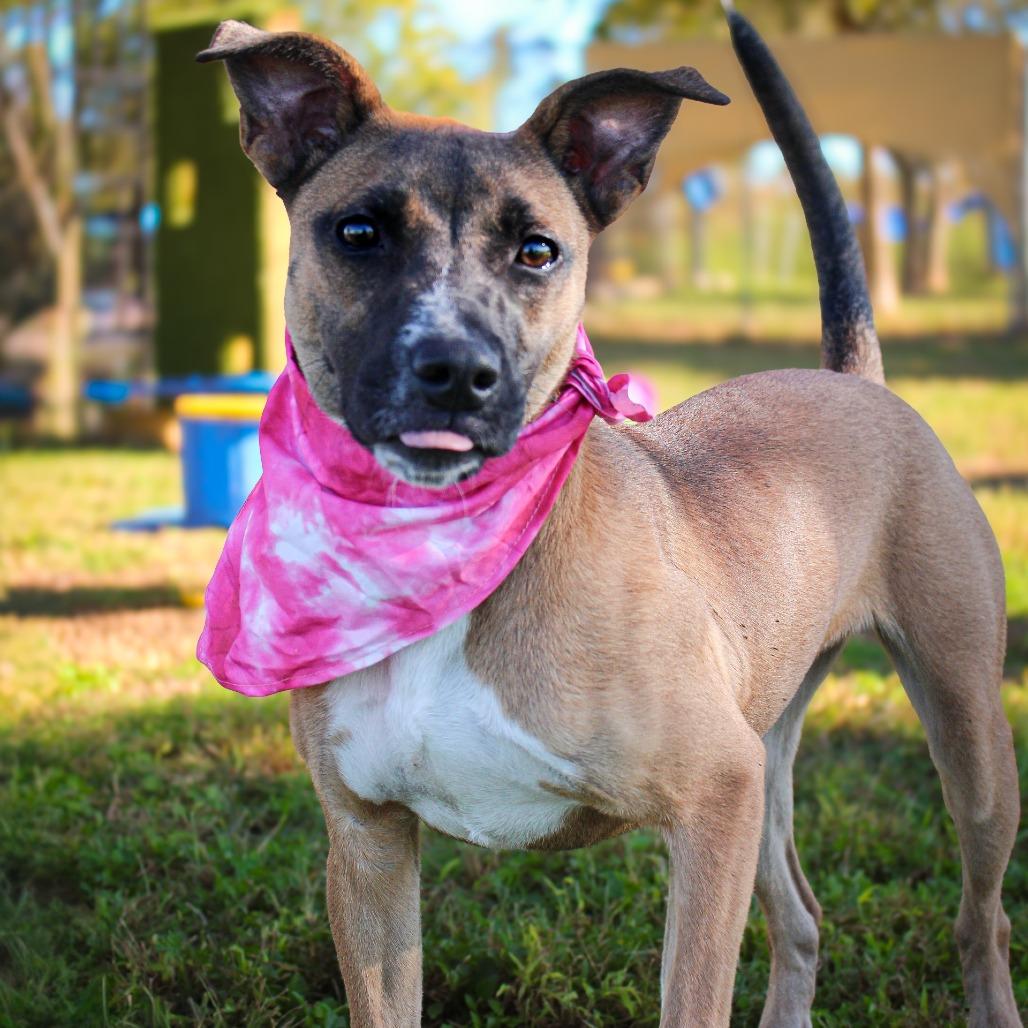 Star, Adoptable, Young Female Mixed Breed.