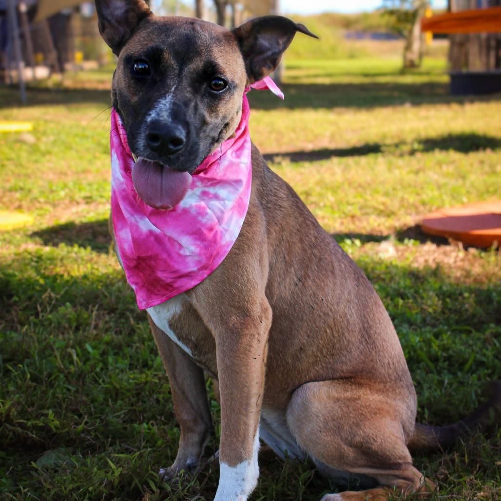 Enlarge Star, a Adoptable Mixed Breed in Lake Jackson, TX image 2/5