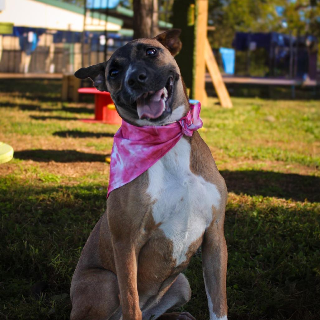 Enlarge Star, a Adoptable Mixed Breed in Lake Jackson, TX image 3/5