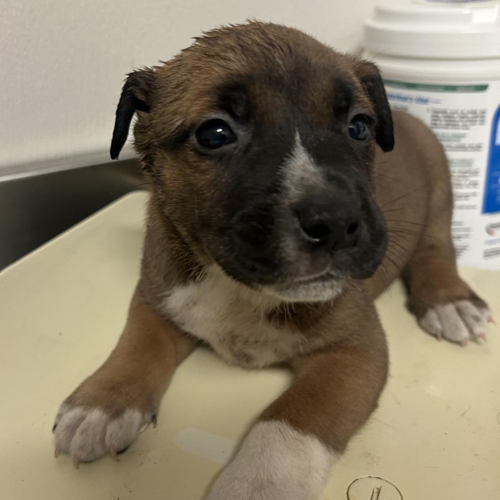 Enlarge Star, a Adoptable Mixed Breed in Lake Jackson, TX image 4/5