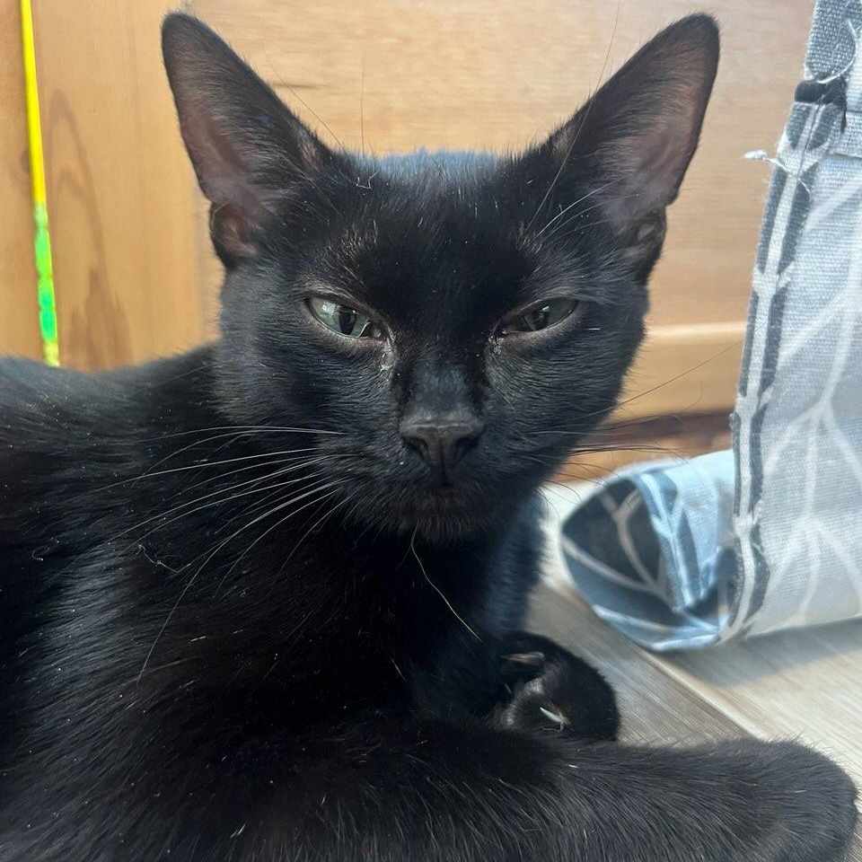 Enlarge Ziti (At Petco), an adopted Domestic Short Hair in Watertown, WI image 3/3