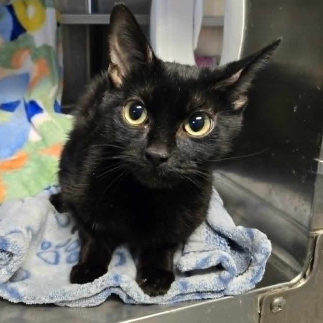 Enlarge Ziti (At Petco), an adopted Domestic Short Hair in Watertown, WI image 2/3