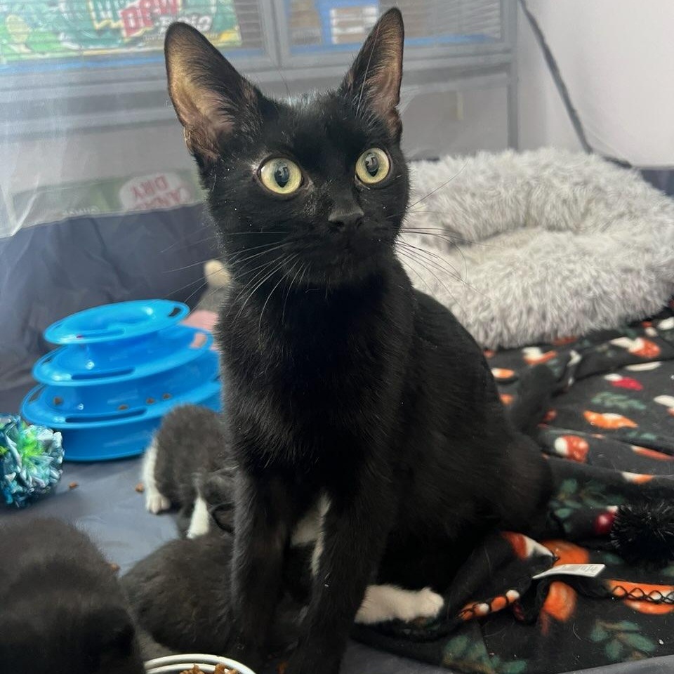 Enlarge Ziti (At Petco), an adopted Domestic Short Hair in Watertown, WI image 1/3