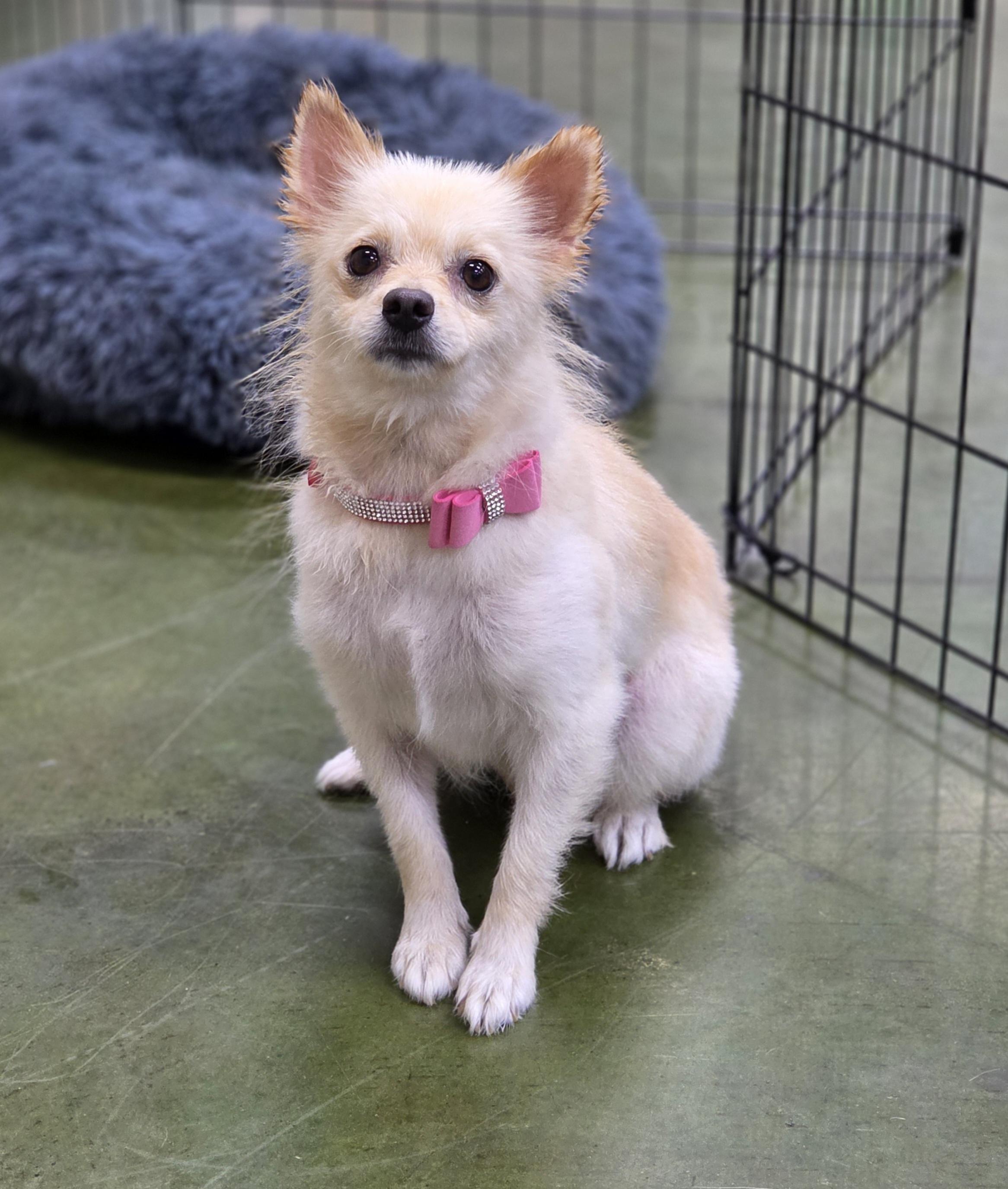 Enlarge Collette, a ADOPTABLE mixed breed in Clovis, CA image 2/2