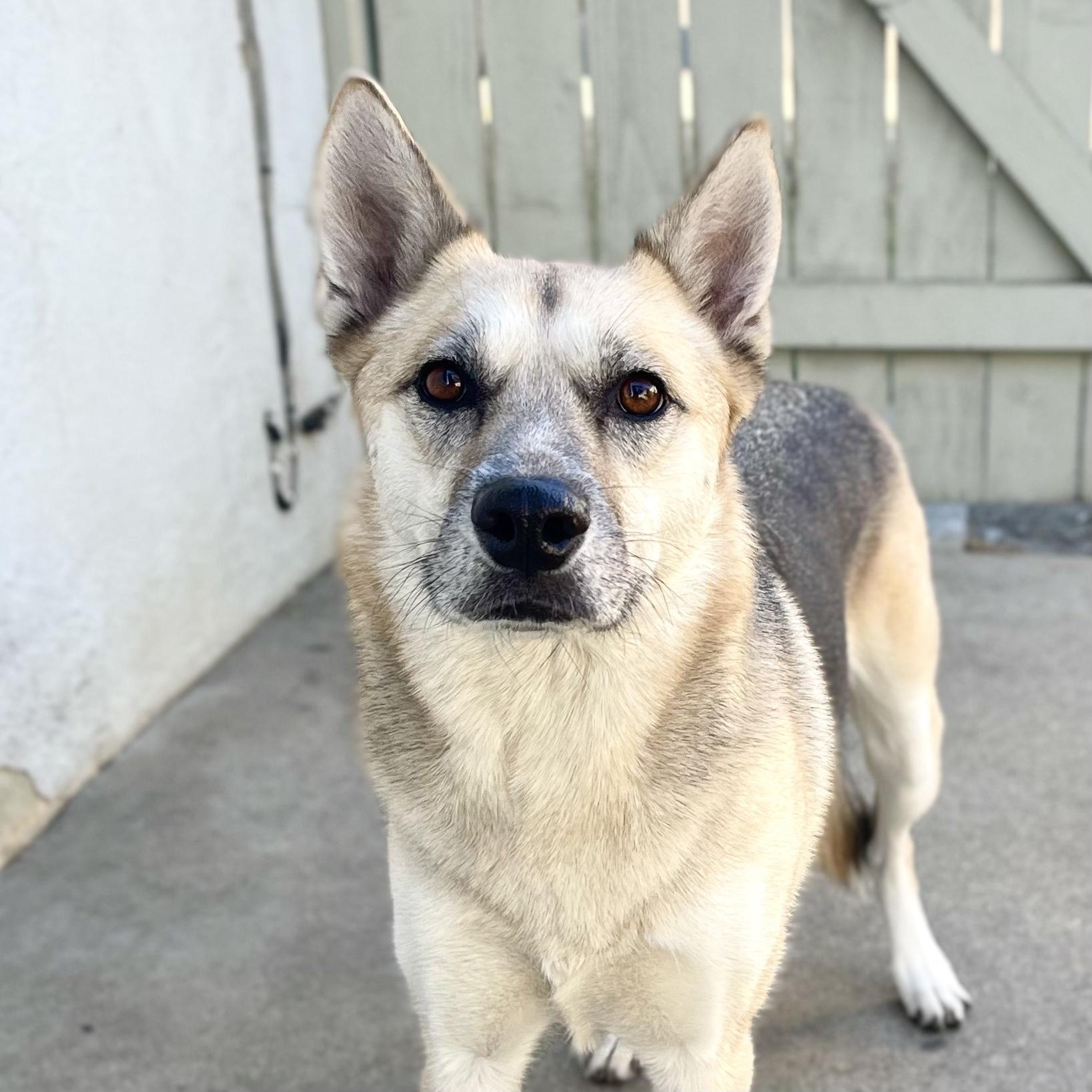 LEYLA, a Adoptable mixed breed in Ontario, CA image 1/4