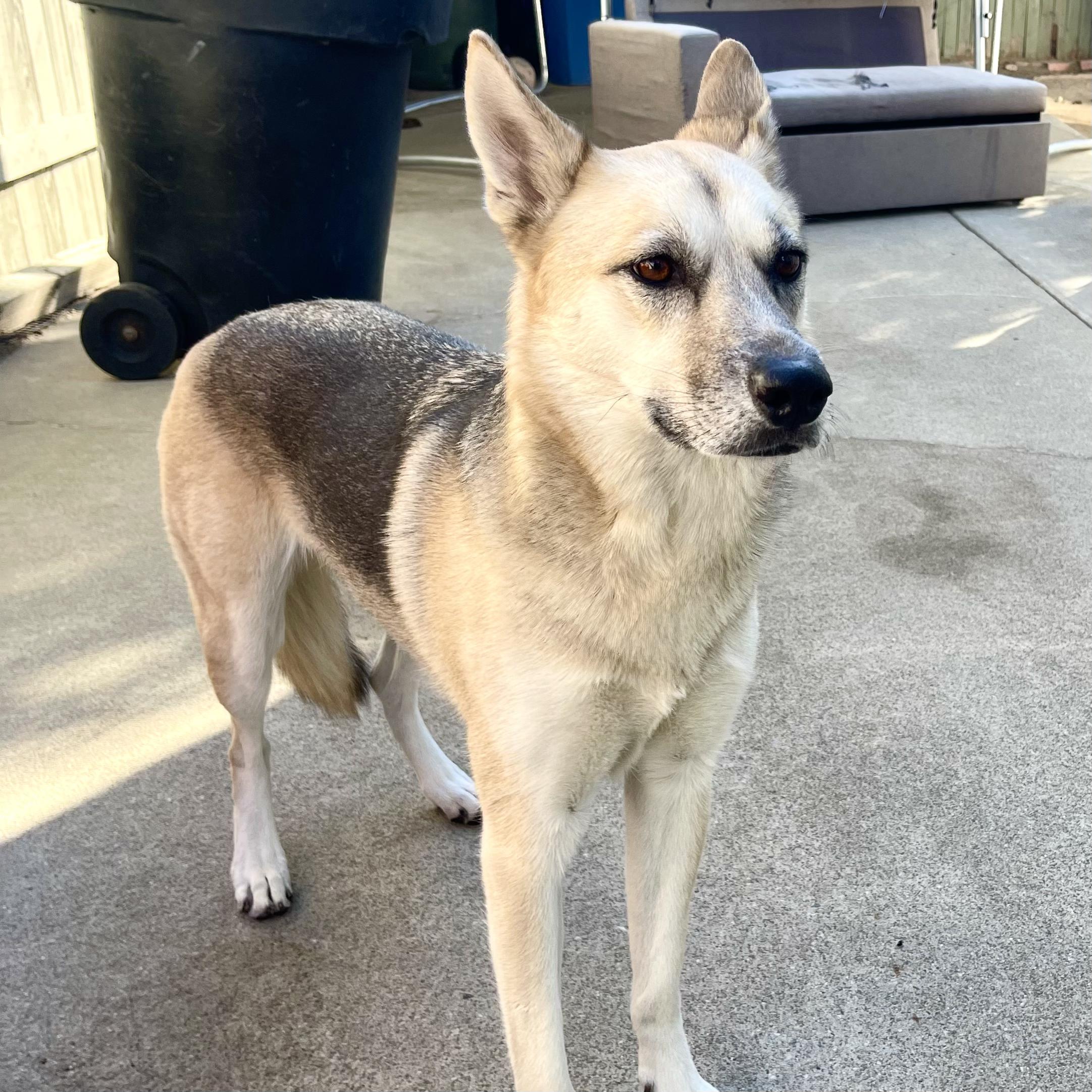 LEYLA, a Adoptable mixed breed in Ontario, CA image 2/4